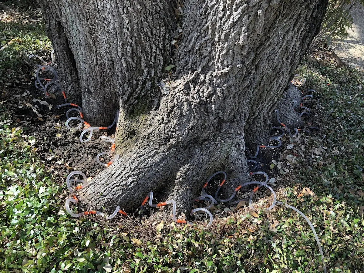 Detailed Tree Cabling and Bracing job site in Cumberland Furnace