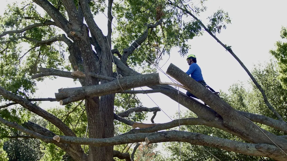Professional Crown Thinning performed by certified arborists in Cumberland Furnace